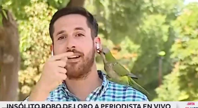 ¡Delincuencia a la alza! Periquito roba a reportero durante transmisión en vivo #VIDEO