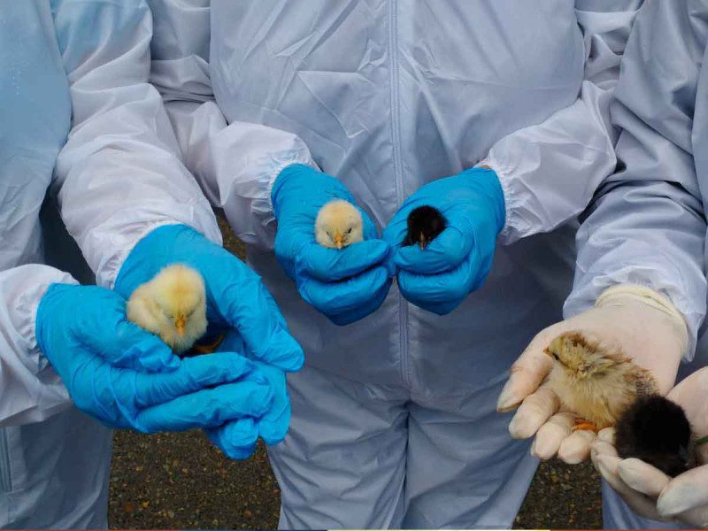 Detectan brote de influenza aviar en Juárez, Chiapas