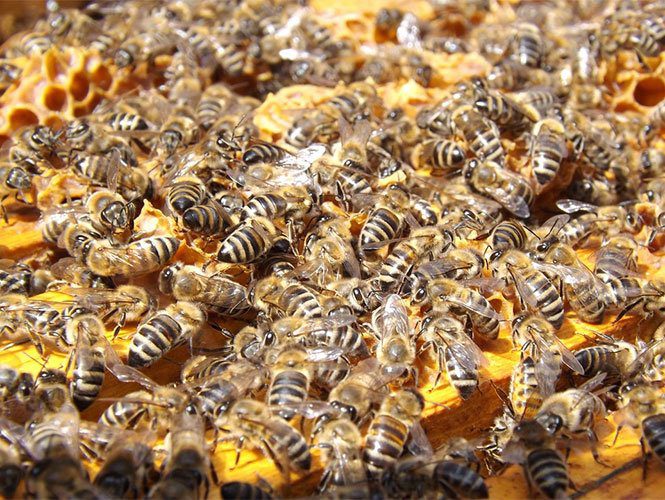 Enjambre de abejas ataca a 50 alumnos y profesores en secundaria de Sinaloa