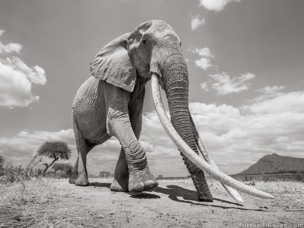 Sequía ha matado a más de 200 elefantes en Kenia este año