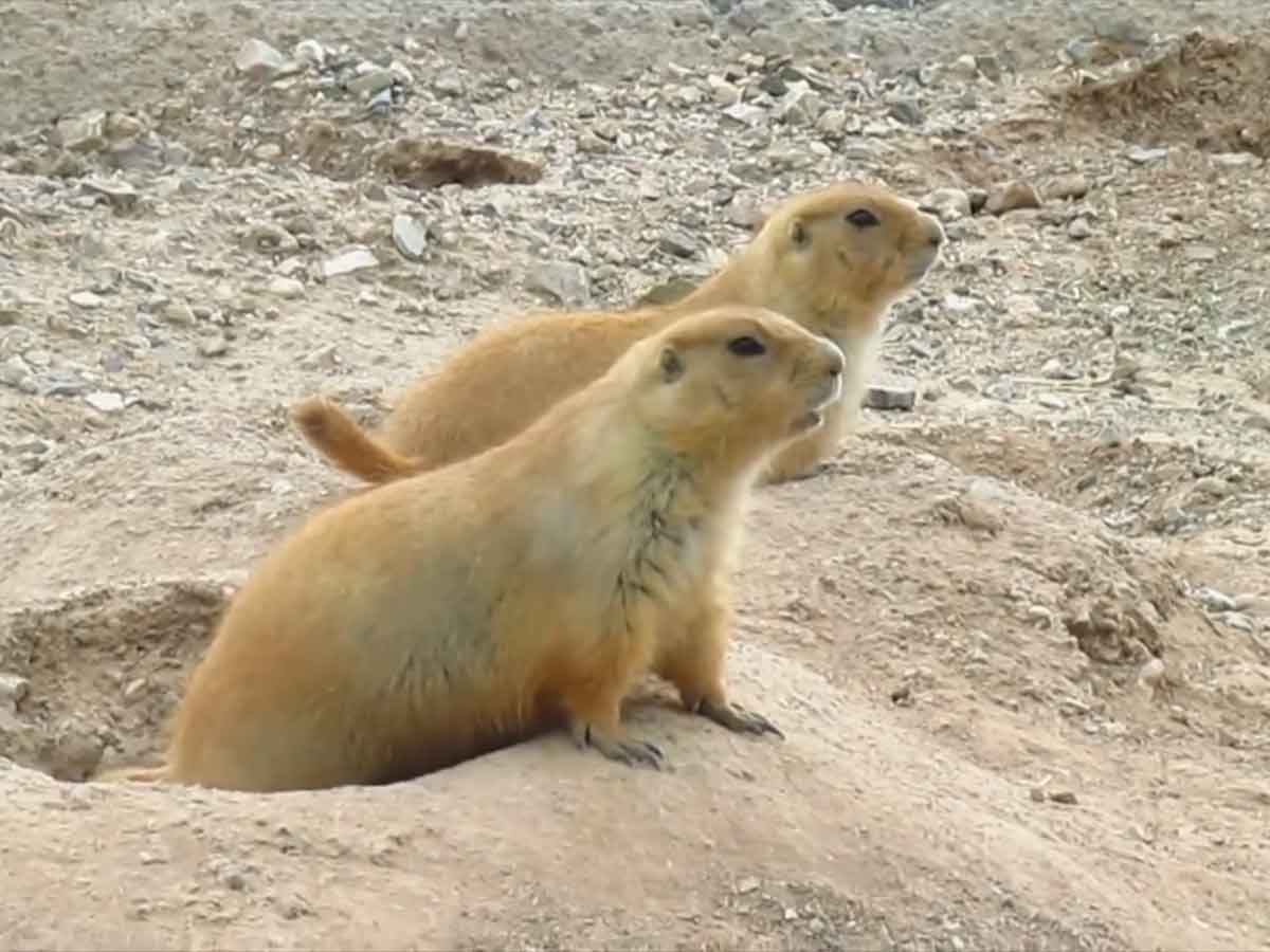 México logra reclasificación de Perrito de la Pradera en CITES