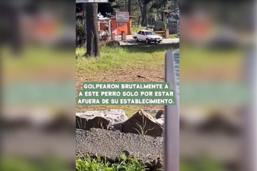 Exhiben a dueño de restaurante en el Ajusco por golpear a perrito hasta la muerte #VIDEOS