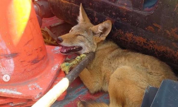 Rescatan un coyote en Toluca debajo de un auto abandonado