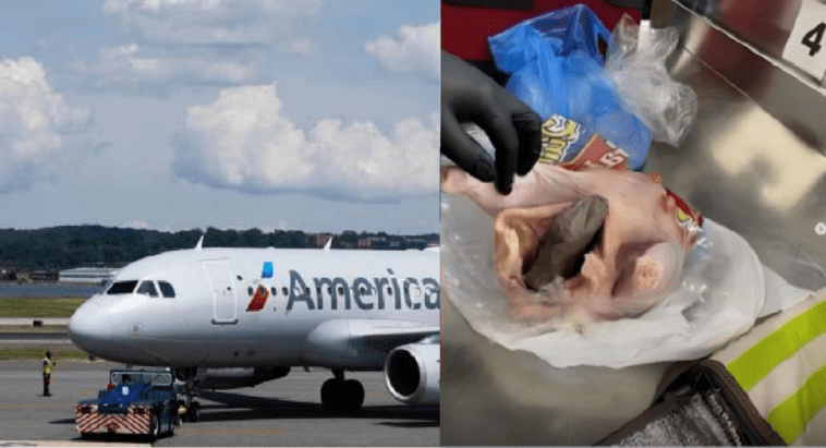 Mujer intenta viajar en avión con pistola oculta dentro de una gallina
