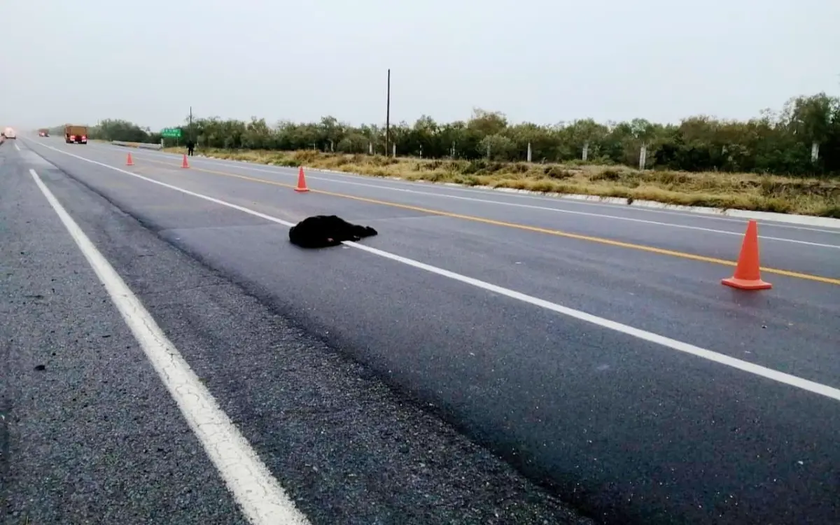 Oso muere atropellado en carretera de NL; conductor se salió del camino