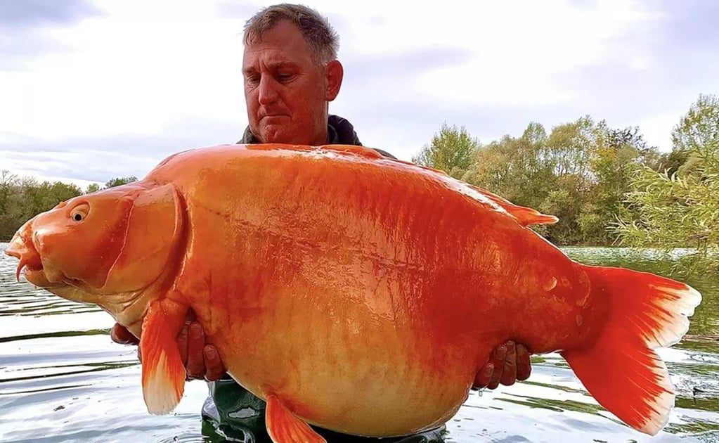 Hallan al pez dorado más grande del mundo; se llama ‘Zanahoria’