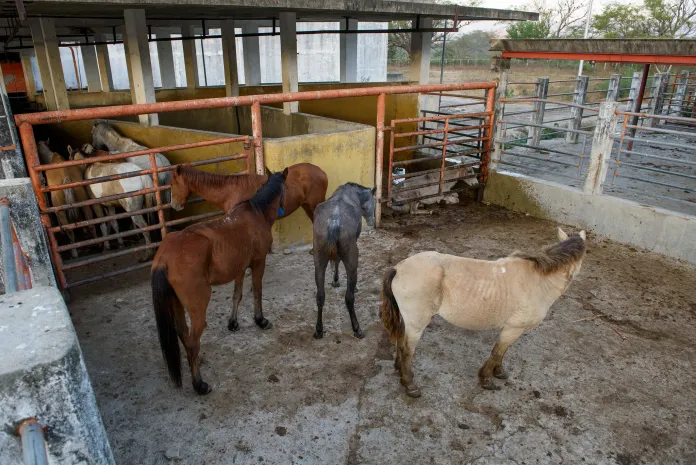 ONG denuncia matanza ilegal de caballos en rastro de Chiapas