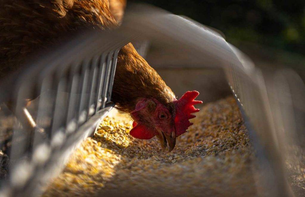 AMLO descarta peligro por brote de gripe aviar en Sonora y NL