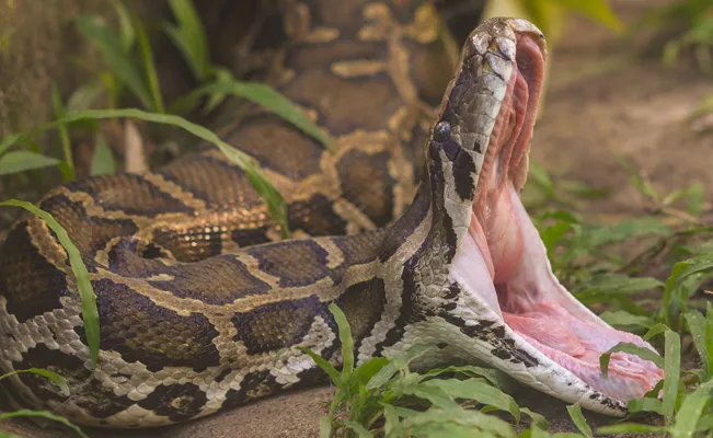 Niño de 5 años sobrevive al ataque de una pitón de 3 metros en Australia