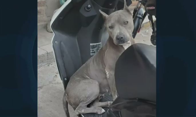 Exigen justicia por 'Chata', sujeto la mató a palazos en Jalisco