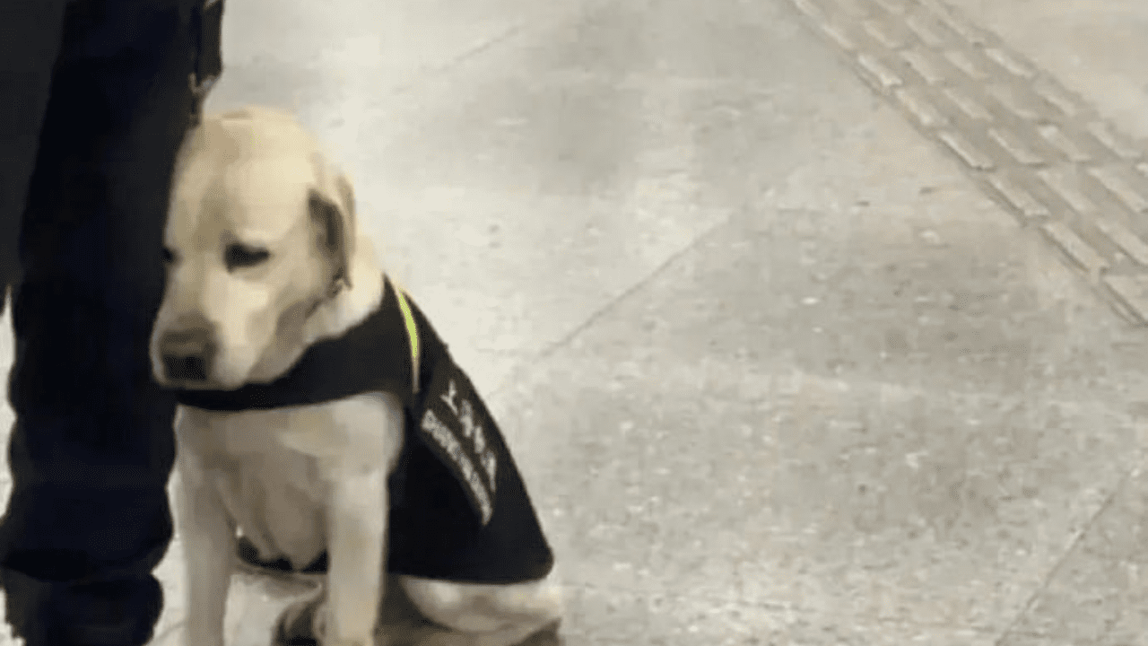 MP propone a perrito como testigo en una audiencia y así reaccionó la jueza #VIDEO