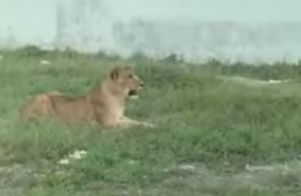 Alertan por un león suelto en zona residencial de la Riviera Veracruzana #VIDEO