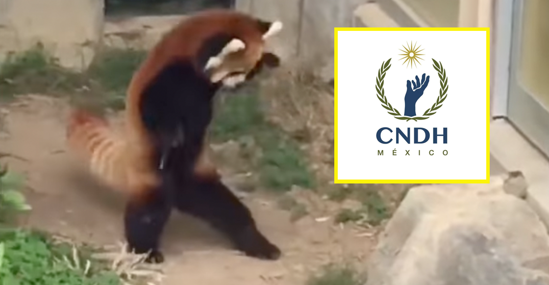 ¿Por? CNDH envía oficio a consejero por #VIDEO de panda que intenta asustar una piedra