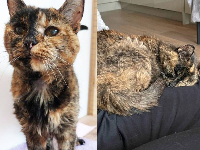 Gatita de 26 años se lleva récord Guinness por ser la más longeva del mundo