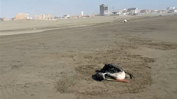 Perú emite alerta sanitaria por casos de influenza aviar en pelícanos