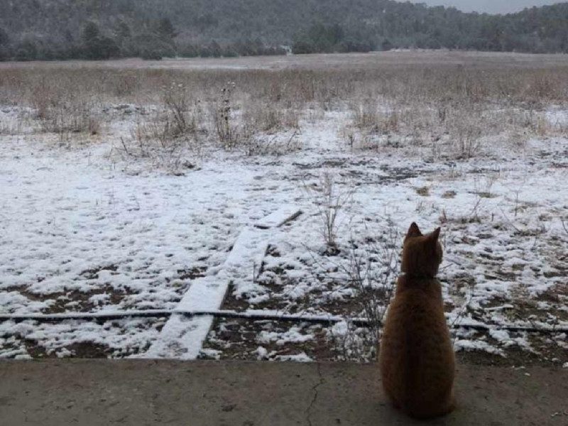Se registran nevadas en al menos 10 regiones de Chihuahua