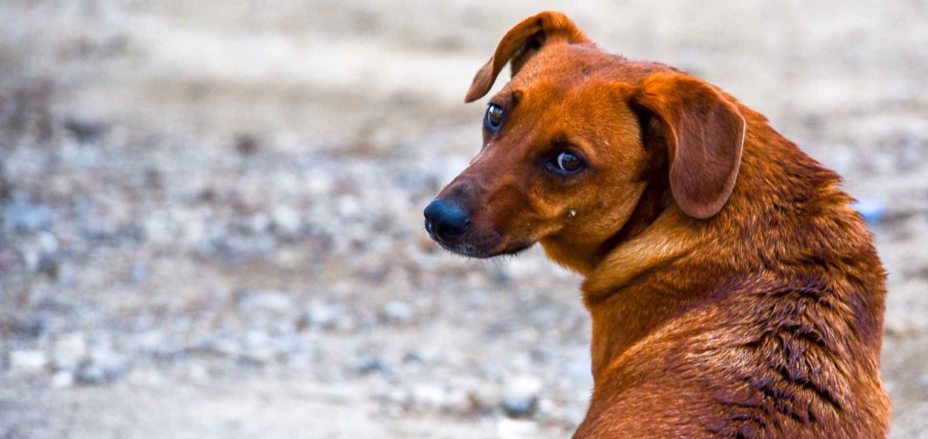 Buscan hogar para los 80 lomitos rescatados en Nezahualcóyotl