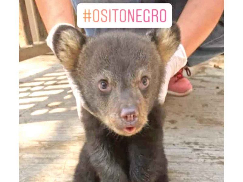 Redes sociales están disparando el tráfico de especies protegidas en México