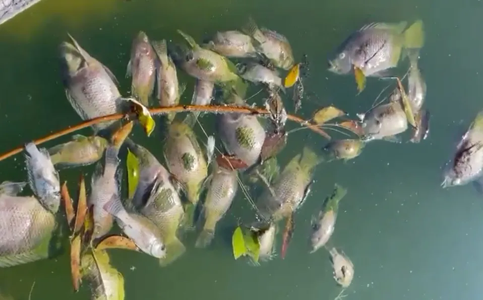 Denuncian muerte masiva de peces en el Lago de Chapultepec