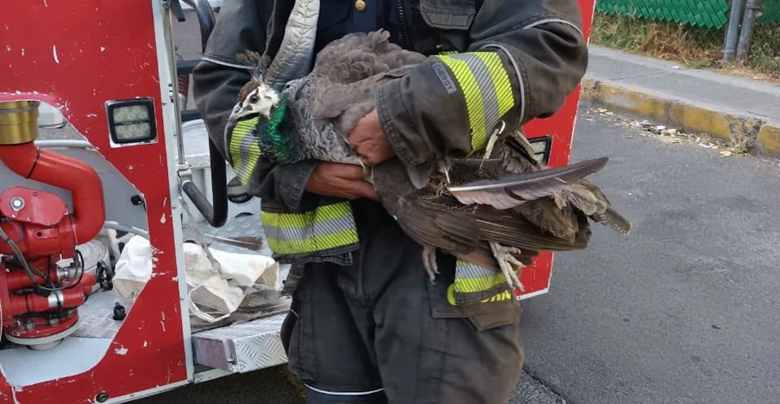 Encuentran a un pavo real arriba de un árbol en calles de Azcapotzalco
