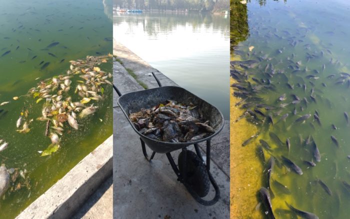 UNAM investigará muerte masiva de peces en Chapultepec, adelanta Sheinbaum