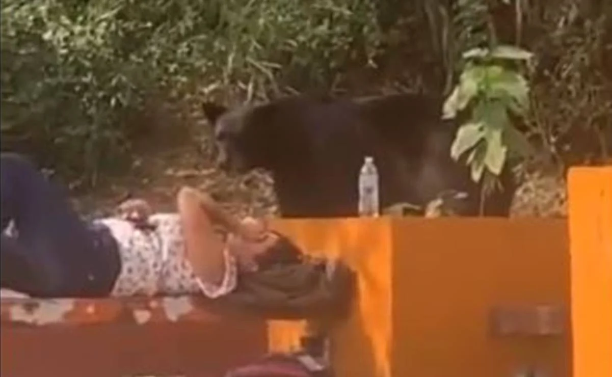 Si no lo veo no es real: Alumna de la UANL se queda inmóvil al notar presencia de oso #VIDEO
