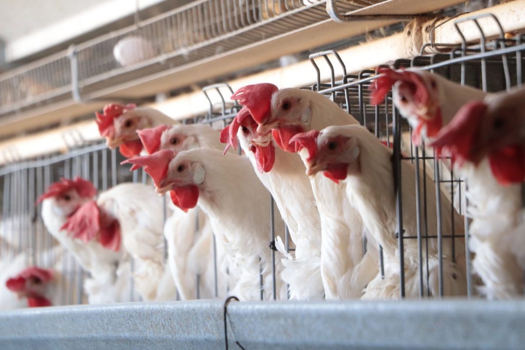Imponen cuarentena a granjas en Sonora, Jalisco y NL por influenza aviar