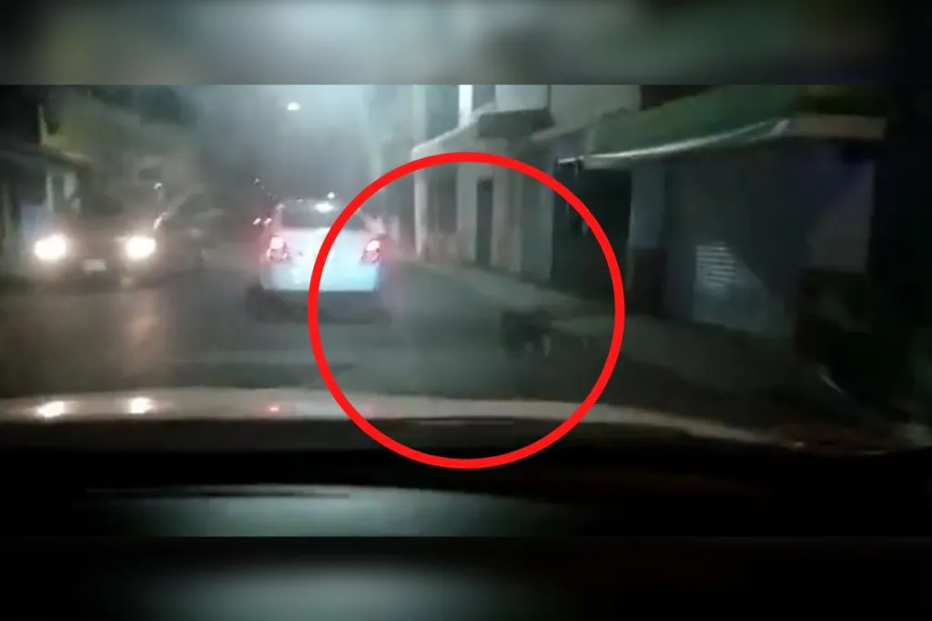 Conductor abandona a perrito en calles de Iztapalapa #VIDEO