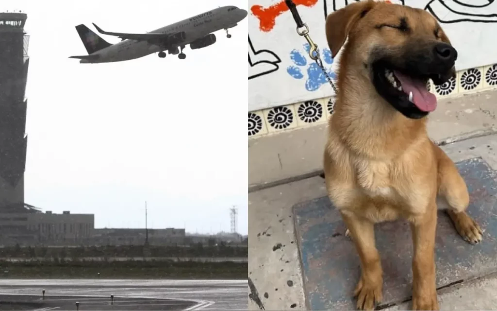 Perritos impiden aterrizaje de avión de Volaris en el AIFA #VIDEO
