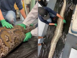 Realizan autopsia a una pitón que se tragó un caimán en Florida #VIDEO