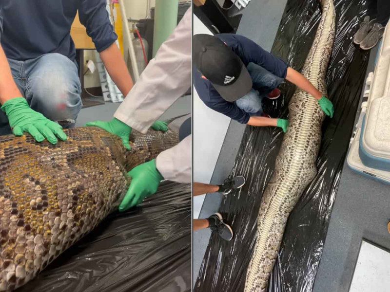 Autopsia a una pitón que se tragó un caimán en Florida