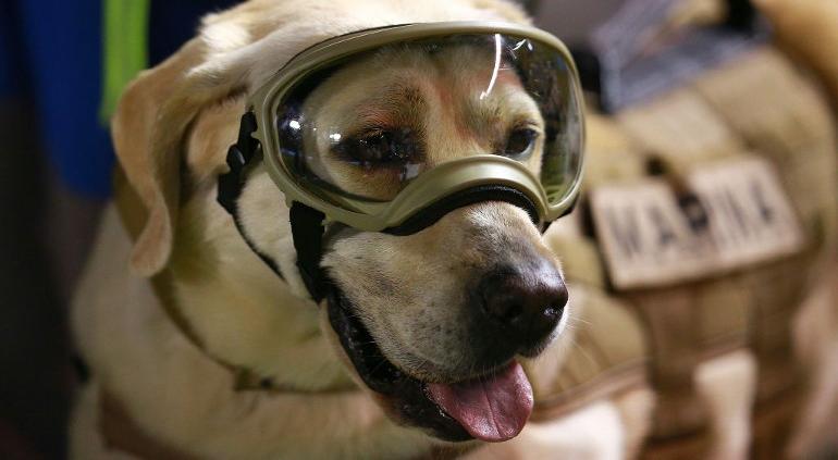 Frida, la perrita rescatista de la Marina