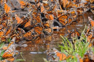 Abren santuarios de mariposa monarca en Michoacán y Edomex; aquí los detalles
