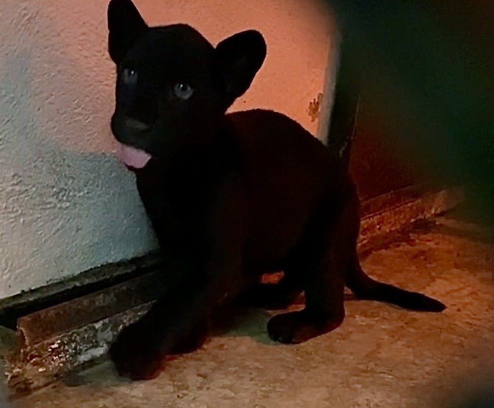 Nace cachorro jaguar en el Zoológico de Chapultepec