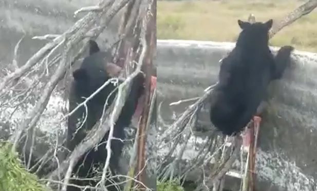 Oso cae en un estanque en Coahuila y trabajadores lo rescatan