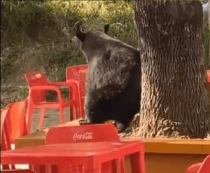 ¡Qué bonito! Oso se rasca la espalda en un árbol en Monterrey #VIDEO