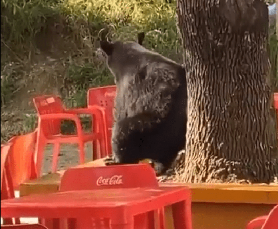 Oso se rasca la espalda en un árbol en Monterrey