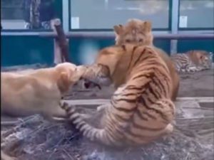 Perrita separa a tigres de un zoológico que intentaban atacarse #VIDEO