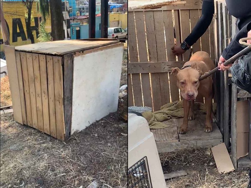 Perrito atrapado 3 días dentro de una caja de madera en Azcapotzalco