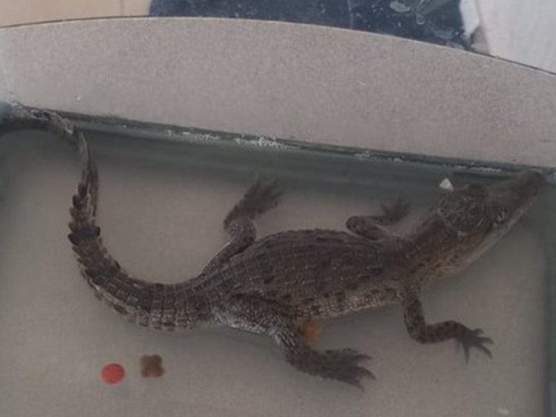 Rescatan a cocodrilo en un fraccionamiento de Querétaro