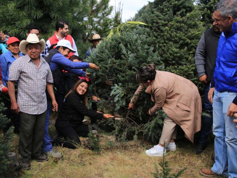 Tlalpan inicia venta de árboles de Navidad naturales