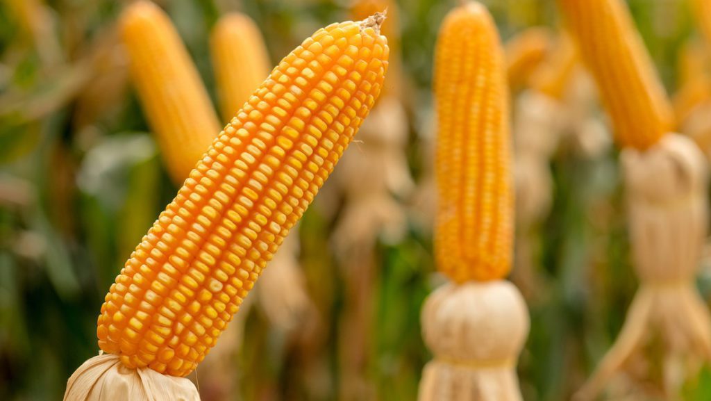 Se irá a panel si no se resuelve con diálogo con EU por maíz transgénico: Ebrard