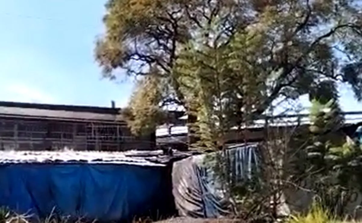 "Eso no es un gato", reportan presencia de supuesta pantera en Metro Tacuba #VIDEO