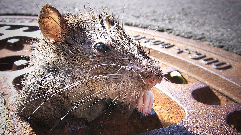 NY ofrece miles de dólares a 'zar' que pueda erradicar plaga de ratas