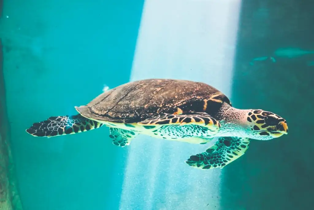 Semarnat anuncia creación de 17 santuarios para proteger a las tortugas marinas