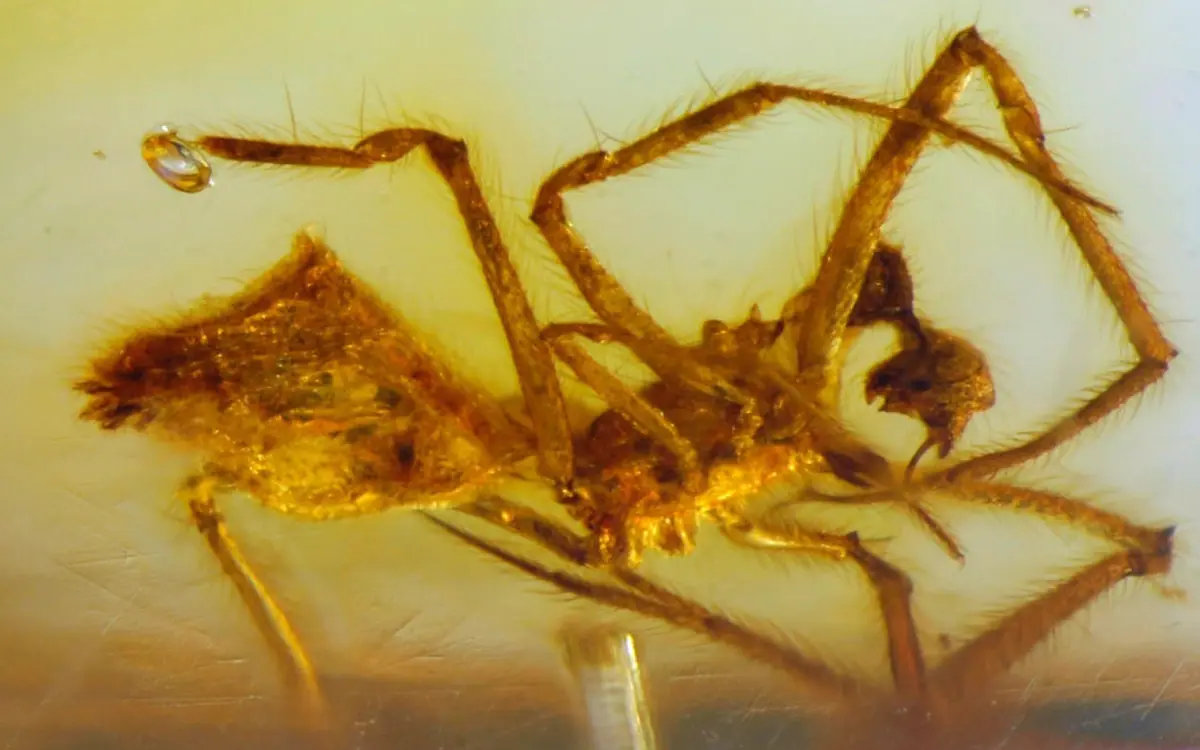 Hallan en Chiapas fósil de araña en un ámbar de hace 23 millones de años