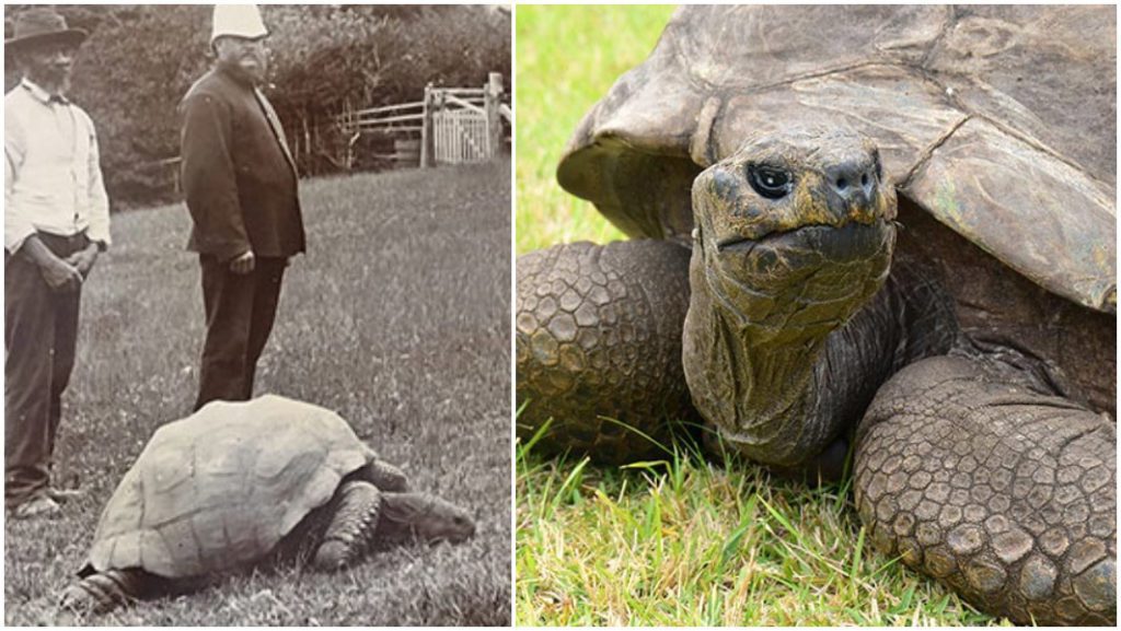 Cumple 190 años la tortuga Jonathan; nació unos años después de la muerte de Napoleón