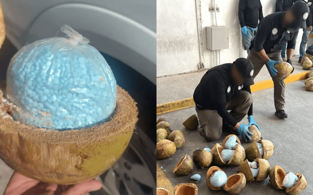 FGR asegura 300 kilos de fentanilo dentro de cocos en Sonora