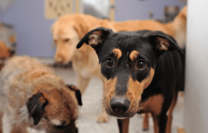 Investigan muerte masiva de animales en SLP, entre ellos 25 perros y 2 gatos