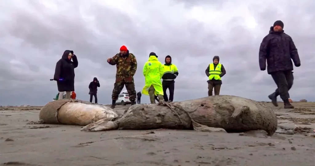 Hallan muertas a 2 mil 500 focas en costas de Rusia